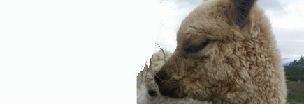 Find out why Alpaca is known as the Fibre of The Gods... and why we at goodcreations.nz have fallen in love with both their fibre and their personalities